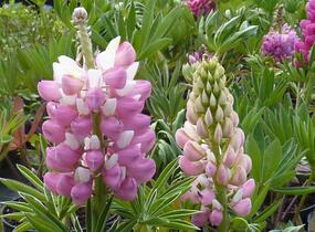 Lupina mnoholistá 'Gallery Pink' - Lupinus polyphyllus 'Gallery Pink'