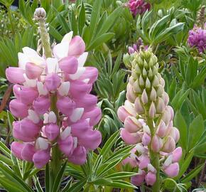 Lupina mnoholistá 'Gallery Pink'