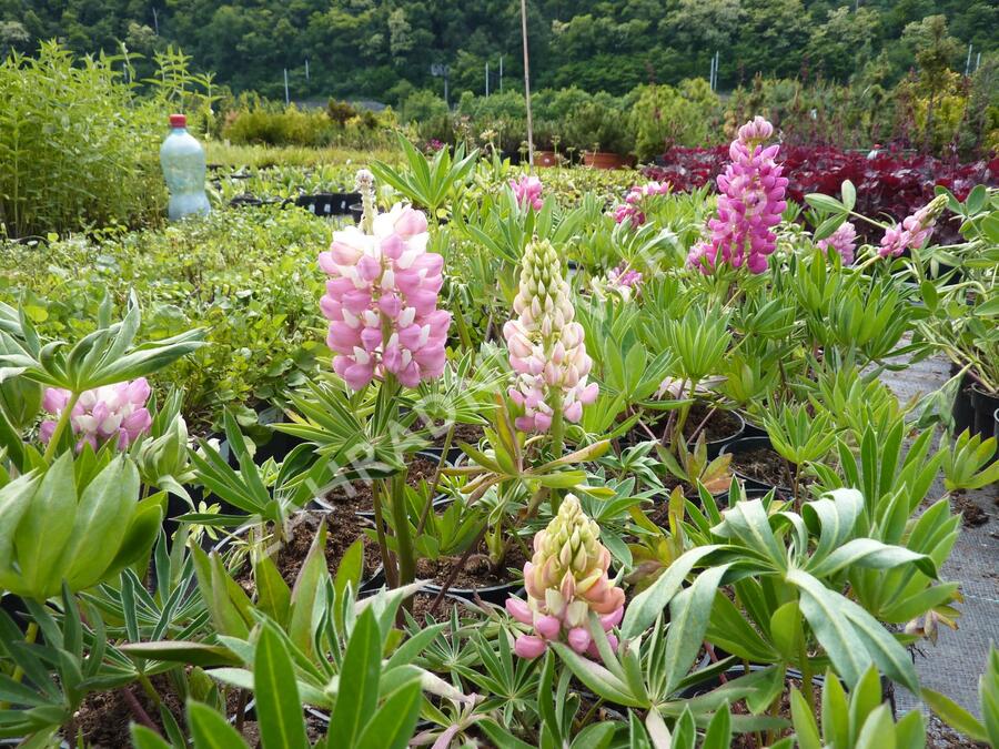 Lupina mnoholistá 'Gallery Pink' - Lupinus polyphyllus 'Gallery Pink'