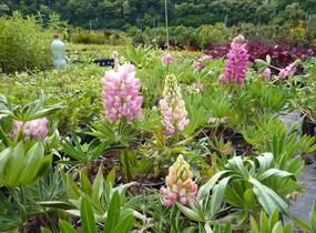 Lupina mnoholistá 'Gallery Pink' - Lupinus polyphyllus 'Gallery Pink'