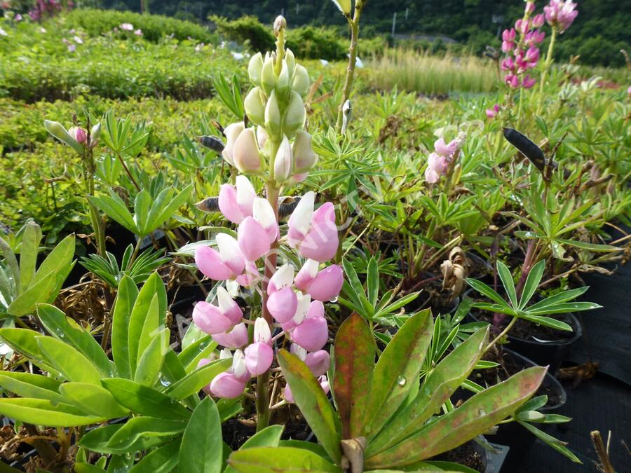 Lupina mnoholistá 'Gallery Pink' - Lupinus polyphyllus 'Gallery Pink'