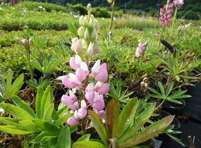 Lupina mnoholistá 'Gallery Pink' - Lupinus polyphyllus 'Gallery Pink'