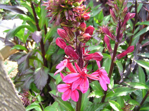 Lobelka 'Fanship Deep Rose' - Lobelia speciosa 'Fanship Deep Rose'