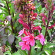 Lobelka 'Fanship Deep Rose' - Lobelia speciosa 'Fanship Deep Rose'