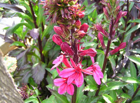 Lobelka 'Fanship Deep Rose' - Lobelia speciosa 'Fanship Deep Rose'