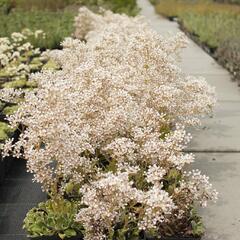 Lomikámen 'Southside Seedling' - Saxifraga cotyledon 'Southside Seedling'