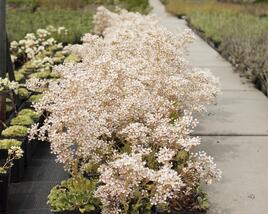 Lomikámen 'Southside Seedling'