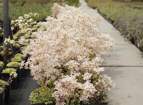 Lomikámen 'Southside Seedling' - Saxifraga cotyledon 'Southside Seedling'
