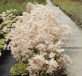 Lomikámen 'Southside Seedling' - Saxifraga cotyledon 'Southside Seedling'