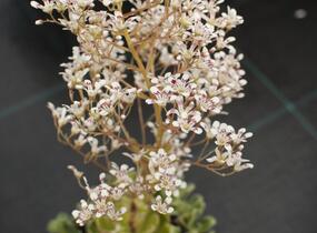 Lomikámen 'Southside Seedling' - Saxifraga cotyledon 'Southside Seedling'