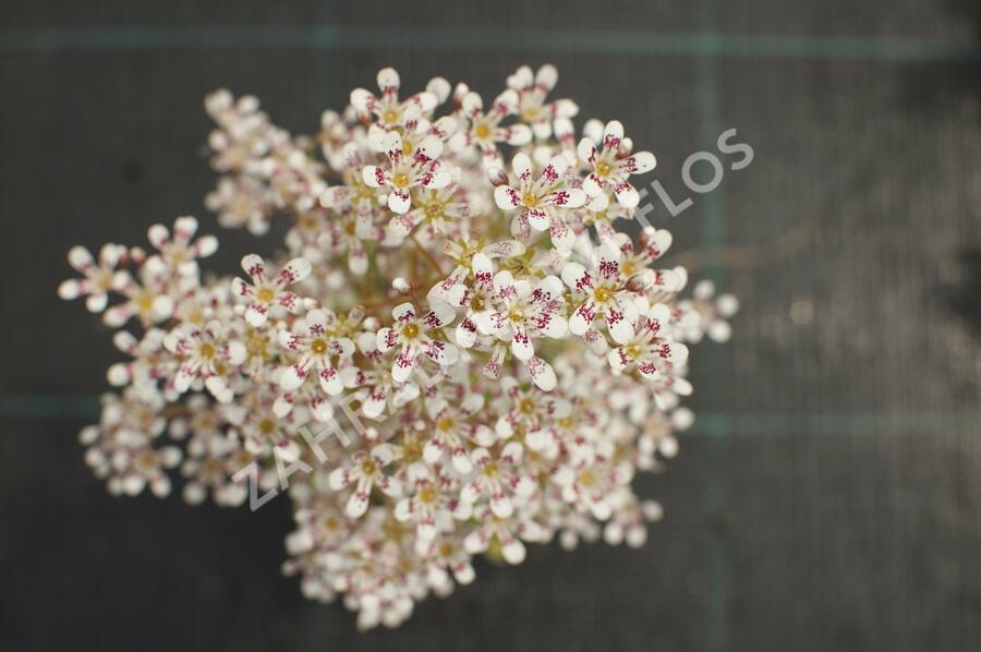 Lomikámen 'Southside Seedling' - Saxifraga cotyledon 'Southside Seedling'