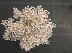 Lomikámen 'Southside Seedling' - Saxifraga cotyledon 'Southside Seedling'