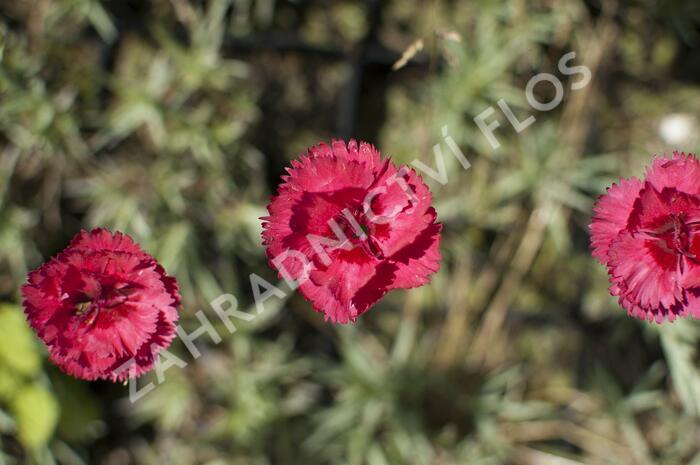 Hvozdík péřitý 'Munot' - Dianthus plumarius 'Munot'