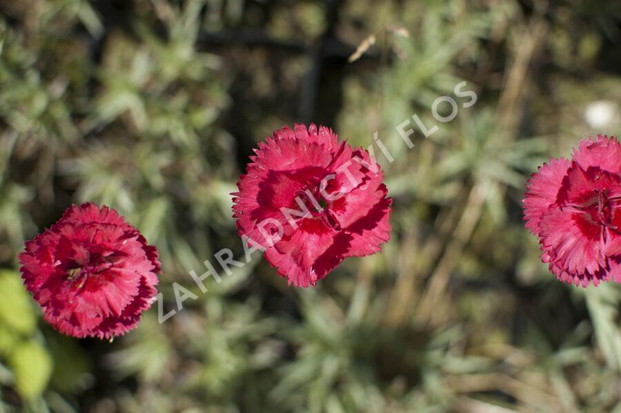 Hvozdík péřitý 'Munot' - Dianthus plumarius 'Munot'