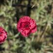 Hvozdík péřitý 'Munot' - Dianthus plumarius 'Munot'