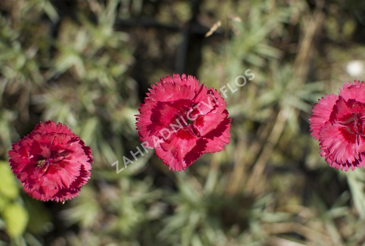 Hvozdík péřitý 'Munot' - Dianthus plumarius 'Munot'