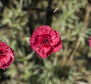 Hvozdík péřitý 'Munot' - Dianthus plumarius 'Munot'