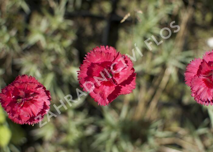 Hvozdík péřitý 'Munot' - Dianthus plumarius 'Munot'