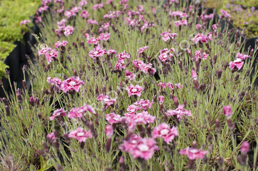 Hvozdík péřitý 'Dixie Rose Picotee' - Dianthus plumarius 'Dixie Rose Picotee'