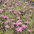 Hvozdík péřitý 'Dixie Rose Picotee' - Dianthus plumarius 'Dixie Rose Picotee'