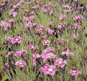 Hvozdík péřitý 'Dixie Rose Picotee' - Dianthus plumarius 'Dixie Rose Picotee'