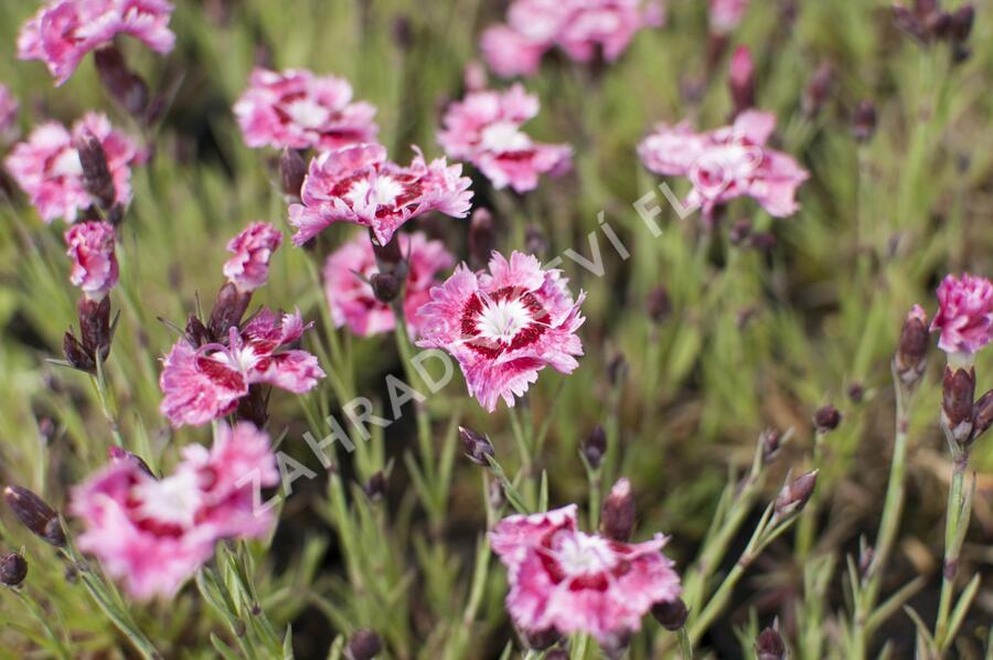Hvozdík péřitý 'Dixie Rose Picotee' - Dianthus plumarius 'Dixie Rose Picotee'