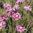 Hvozdík péřitý 'Dixie Rose Picotee' - Dianthus plumarius 'Dixie Rose Picotee'