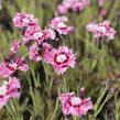 Hvozdík péřitý 'Dixie Rose Picotee' - Dianthus plumarius 'Dixie Rose Picotee'