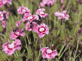 Hvozdík péřitý 'Dixie Rose Picotee' - Dianthus plumarius 'Dixie Rose Picotee'