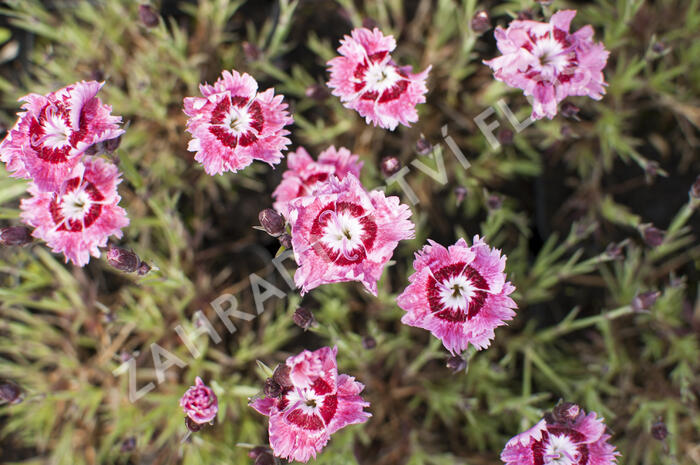 Hvozdík péřitý 'Dixie Rose Picotee' - Dianthus plumarius 'Dixie Rose Picotee'