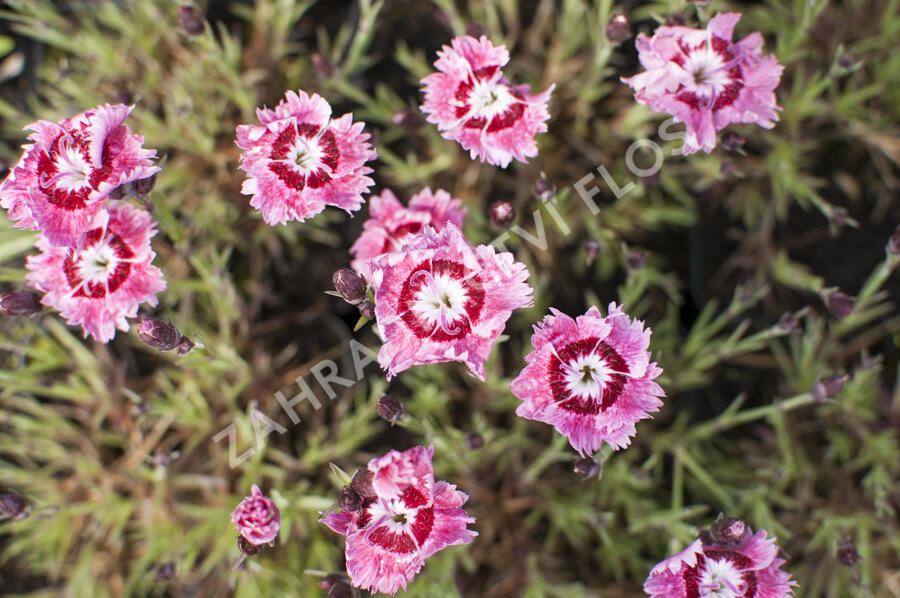 Hvozdík péřitý 'Dixie Rose Picotee' - Dianthus plumarius 'Dixie Rose Picotee'