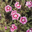 Hvozdík péřitý 'Dixie Rose Picotee' - Dianthus plumarius 'Dixie Rose Picotee'