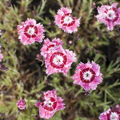 Hvozdík péřitý 'Dixie Rose Picotee' - Dianthus plumarius 'Dixie Rose Picotee'