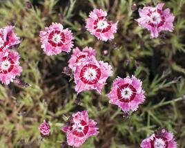 Hvozdík péřitý 'Dixie Rose Picotee'