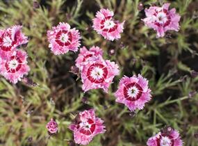 Hvozdík péřitý 'Dixie Rose Picotee' - Dianthus plumarius 'Dixie Rose Picotee'