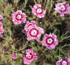 Hvozdík péřitý 'Dixie Rose Picotee' - Dianthus plumarius 'Dixie Rose Picotee'