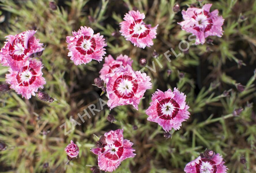 Hvozdík péřitý 'Dixie Rose Picotee' - Dianthus plumarius 'Dixie Rose Picotee'