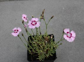 Hvozdík péřitý 'Dixie Red Rose Bicolor' - Dianthus plumarius 'Dixie Red Rose Bicolor'