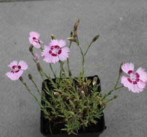 Hvozdík péřitý 'Dixie Red Rose Bicolor' - Dianthus plumarius 'Dixie Red Rose Bicolor'