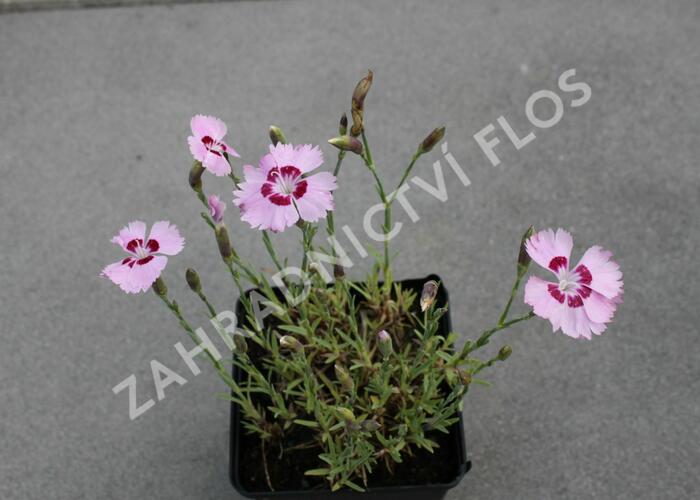 Hvozdík péřitý 'Dixie Red Rose Bicolor' - Dianthus plumarius 'Dixie Red Rose Bicolor'