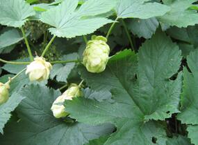 Chmel otáčivý - Humulus lupulus