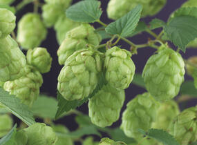 Chmel otáčivý - Humulus lupulus