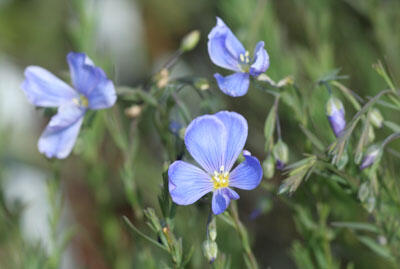 Len vytrvalý 'Saphir' - Linum perenne 'Saphir'