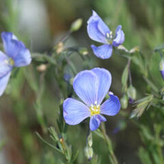 Len vytrvalý 'Saphir' - Linum perenne 'Saphir'