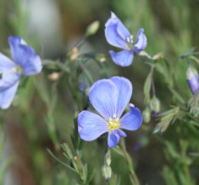 Len vytrvalý 'Saphir'