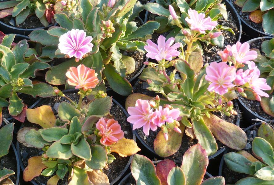 Levisie - Lewisia x cotyledon