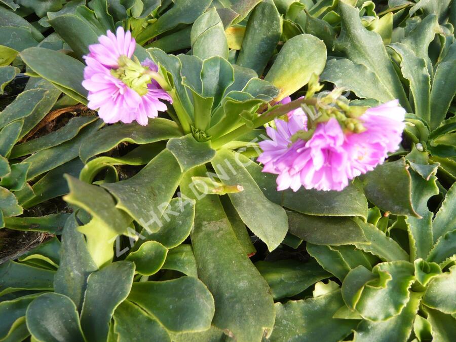 Levisie - Lewisia x cotyledon