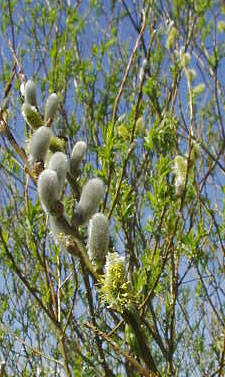 Vrba košíkářská - Salix viminalis