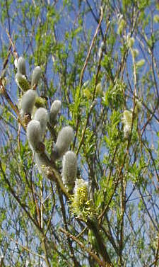 Vrba košíkářská - Salix viminalis