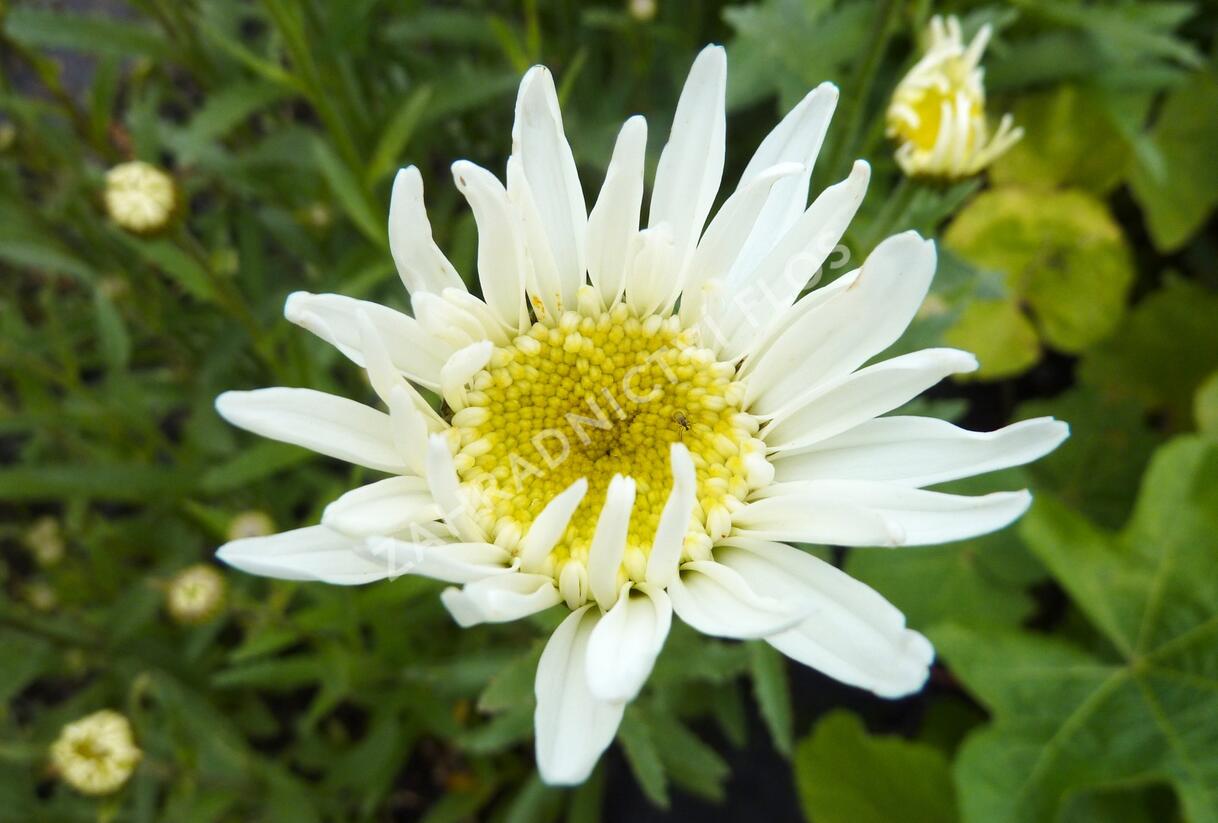 Kopretina velkokvětá 'Christine Hagemann' - Leucanthemum x superbum 'Christine Hagemann'